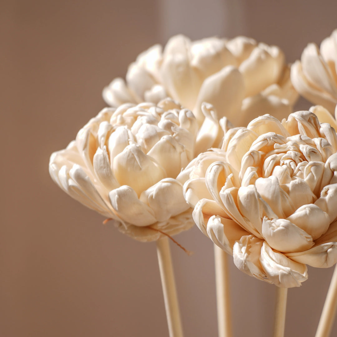 Forever Bloom Rosette Stem - White | Sola Wood Flower